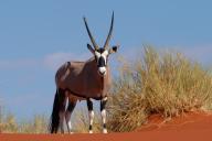 Oryx antelope (Oryx) antelope, Namibia, Africa, (Oryx), Horse bucks