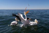 White pelicans feeding, Namibia