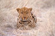 Africa, Namibia, leopard (Panthera pardus), Namibia