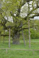 Natural monument Breit Eich, oak, Methuselah, spring, April, Schwäbisch Hall, Schwäbisch-Franconian Forest Nature Park, Hohenlohe, Heilbronn-Franconia, Baden-Württemberg, Germany
