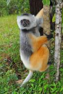 Africa, Madagascar Island, Diademed Sifaka, Lemurs, (Propithecus