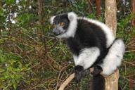 Africa, Madagascar Island, ruffed lemur (Varecia), Madagascar