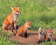 A red fox with three pups, Colorado, United States, North