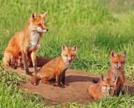 A red fox with three pups, Colorado, United States, North