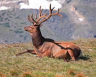 Wapiti, Wapiti deer, (Cervus. canadensis), Colorado, United States, North