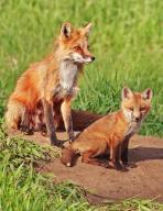 A red fox (Vulpes vulpes), Colorado, United States, North