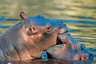 Two fighting hippos in the water, (Hippopotamus amphibicus), Hippo), Kruger National Park, South Africa