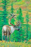 Reindeer (Rangifer tarandus), Denali NP, Alaska, Federal Republic of