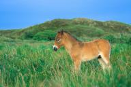 An Exmoor pony on the island of Texel, Netherlands, Equus ferus caballus), island of Texel