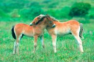 Exmoor pony, horses, foal, island Texel