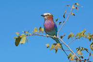 Africa, Namibia, Fork-tailed Roller, lilac-breasted roller (Coracias caudatus), Namibia