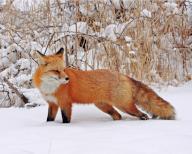 A red fox foraging in winter, Colorado, USA, North
