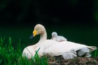 Whooper swan with chicks in the nest, Lower Saxony, Federal Republic of
