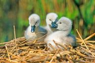 Three young whooper swans (Cygnis cygnus), Lower Saxony, Federal Republic of