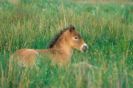 An Exmoor pony on the island of Texel, Netherlands, Equus ferus caballus), island of Texel