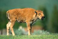 Bison, young animal, (Bison bison), Buffalo, Wyoming, Colorado, USA, North
