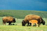 American bison (Bison bison), Bison family, Wyoming, Colorado, USA, North
