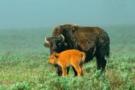 American bison (Bison bison), calf, young animal, Wyoming, Colorado, USA, North