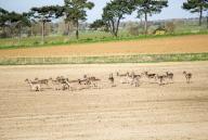 Herd of roe deer, Capreolus capreolus, standing in field, Alderton, Suffolk, England