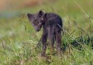 Young Arctic fox looks shyly into the camera, Mödrudalur, Iceland