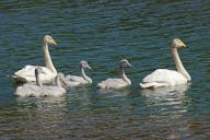 A family of Whooper swans in the water, North Iceland, Iceland
