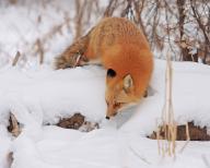 Red fox foraging in winter, Colorado, United States, North