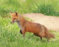 Red fox (Vulpes vulpes), biotope, habitat, foraging, Colorado, United States, North