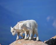 Two young snow goats climbing a rocky plateau, Wyoming, USA, United States, North