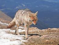 A coyote foraging in winter, Wyoming, United States, North