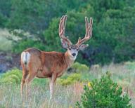 Mule deer, black-tailed deer (Odocoileus hemionus columbianus), foraging, Wyoming, United States, North