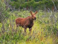 A young elk (Alces alces), Wyoming, United States, North