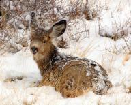 Mule deer, black-tailed deer (Odocoileus hemionus columbianus), lying in the snow, Wyoming, United States, North