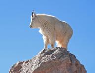 A snow goat in a rocky landscape, Wyoming, United States, North