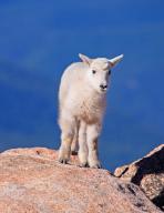 A young snow goat climbing a rocky plateau, Wyoming, USA, United States, North