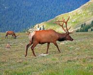 A foraging american elk (Cervus canadensis), Wyoming, Unitd