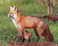 Resting red fox (Vulpes vulpes), fawn and a pup, Colorado, United States, North