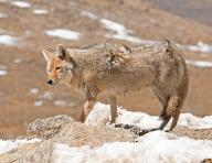 A coyote foraging in winter, Wyoming, United States, North