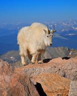 A snow goat in a rocky landscape, Wyoming, United States, North