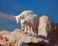 Two young snow goats in a rocky landscape, Wyoming, United States, North