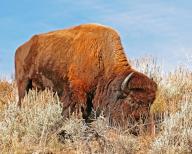 American bison (Bison bison), Wyoming, United States, North