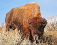 American bison (Bison bison), Wyoming, United States, North