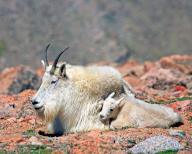 A snow goat with young in a rocky landscape, Wyoming, United States, North