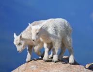 Two young snow goats climbing a rocky plateau, Wyoming, USA, United States, North
