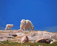 A snow goat with young in a rocky landscape, Wyoming, United States, North