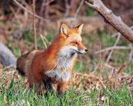 Red fox (Vulpes vulpes), biotope, habitat, foraging, Colorado, United States, North