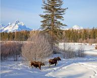 Two elk foraging for food, (Alces alces), winter landscape, Wyoming, United States, North