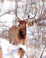 A american elk (Cervus canadensis), Wapiti, Wyoming, Unitd