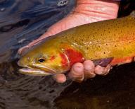 Fly fishing, a caught trout, fish, fishing, sport fishing, Wyoming, United States, North