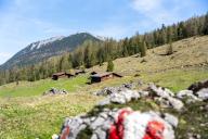 Alpine pasture landscape, Austria