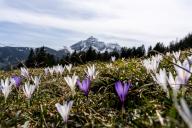 Purple crocuses in a meadow with a snow-covered mountain in the